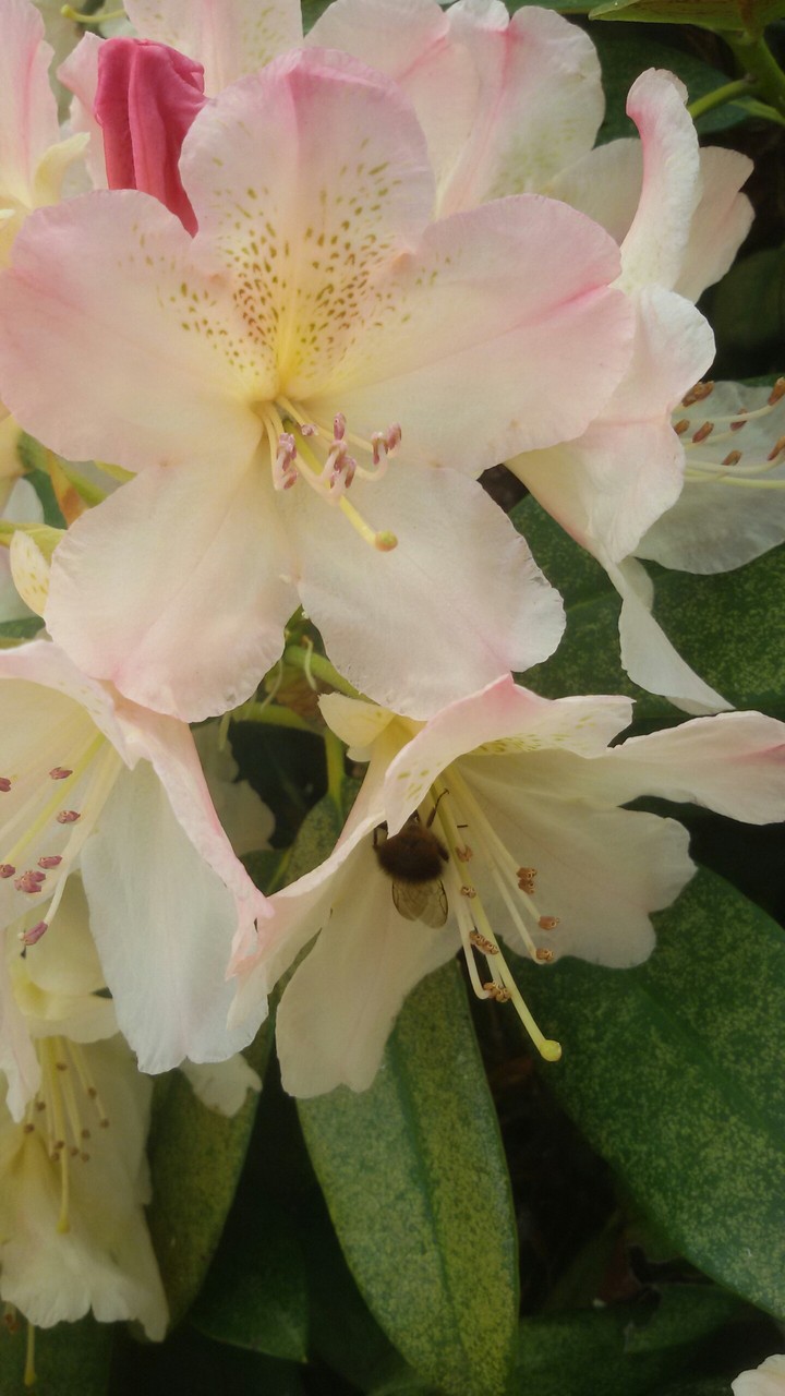 rhododendron