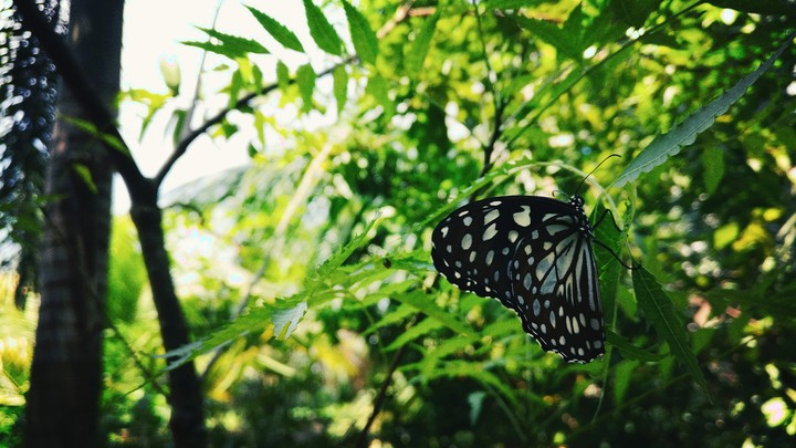 Butterfly