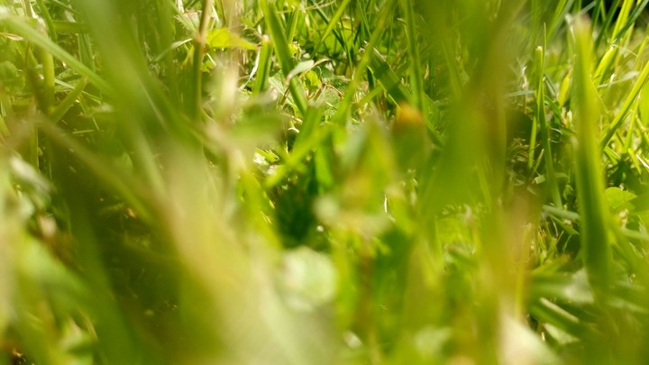 grass 2