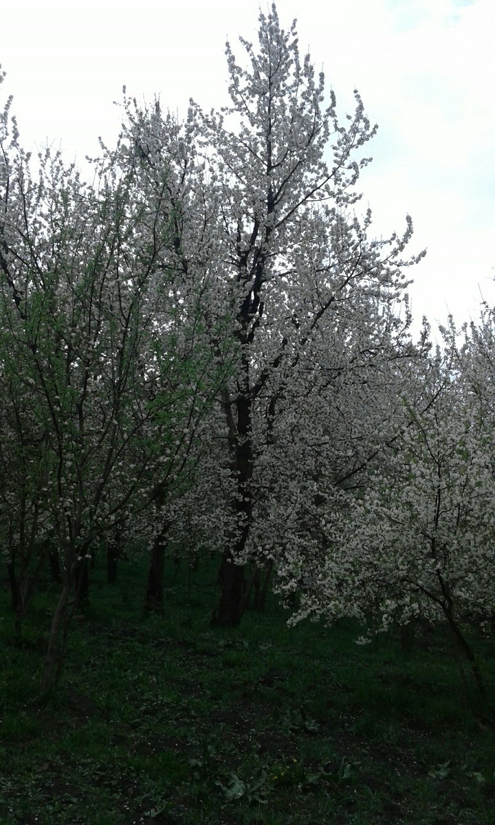 white flowers