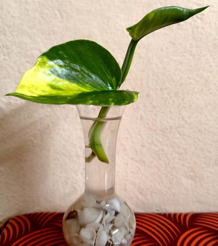 Money plant