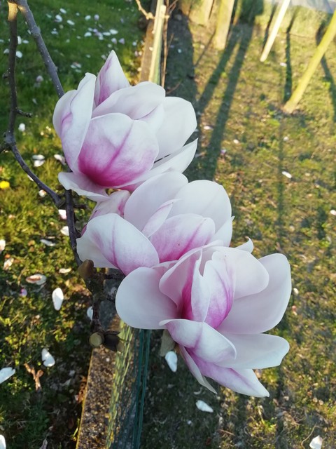 fiori