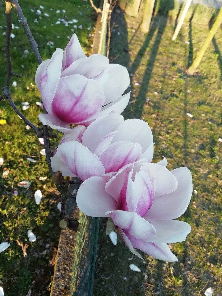 fiori