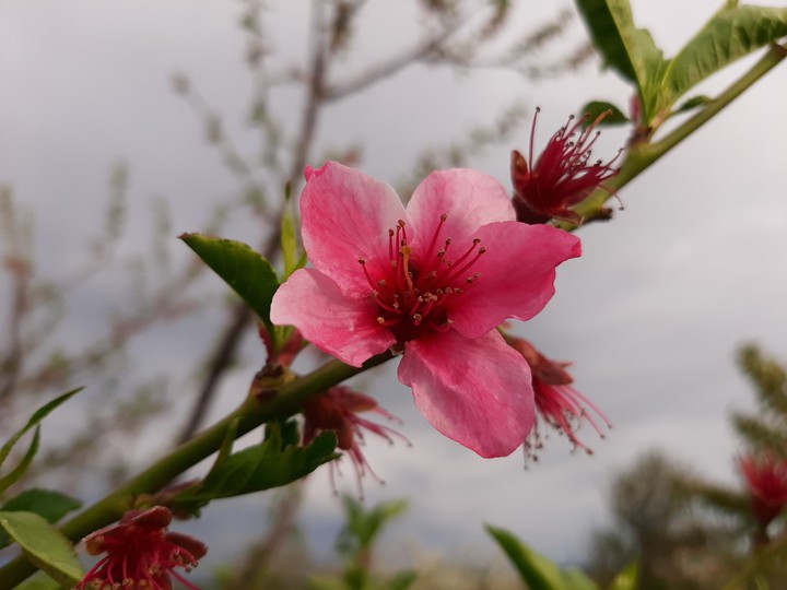 flower