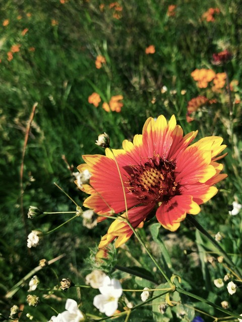 Gorgeous Flower