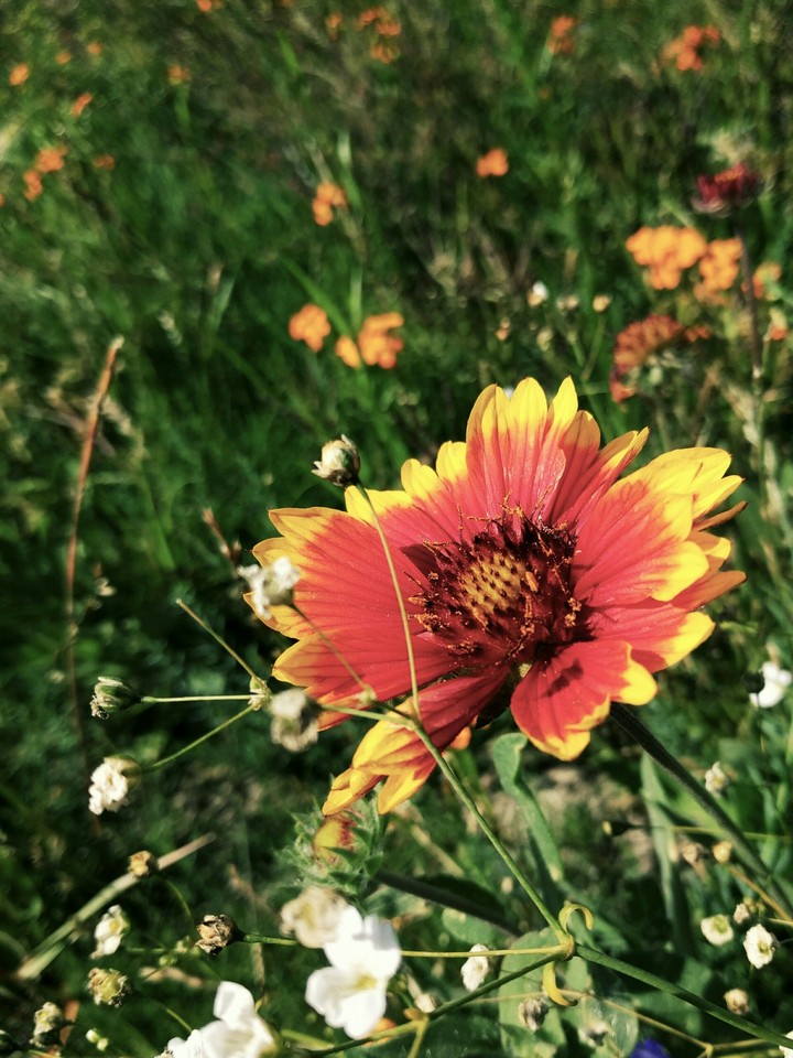 Gorgeous Flower