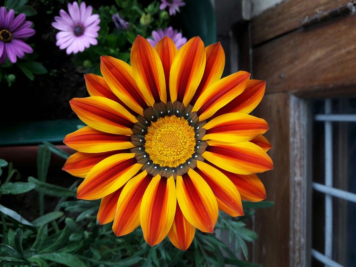 flower