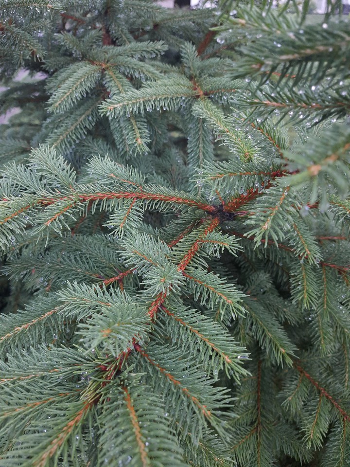 tree