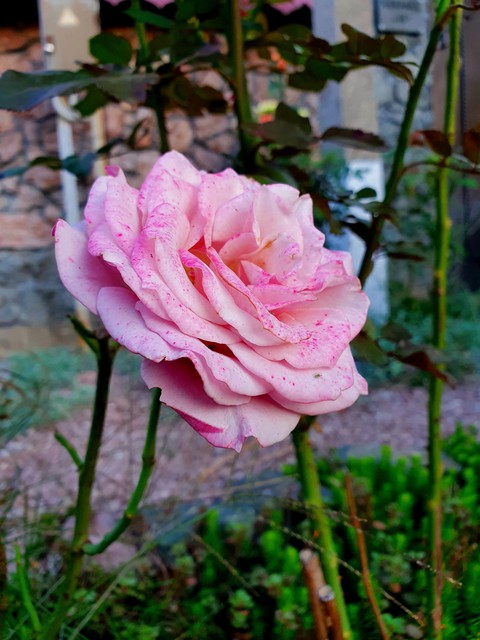 roze