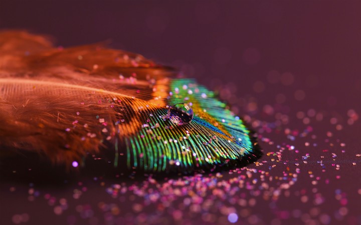 @PEACOCK  #FEATHER