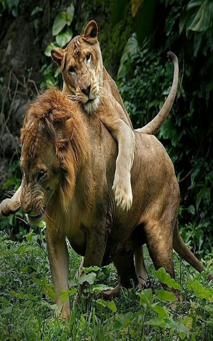 león y leona