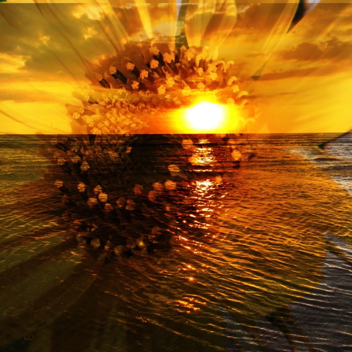 flowers met sunset