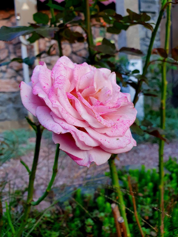 roze
