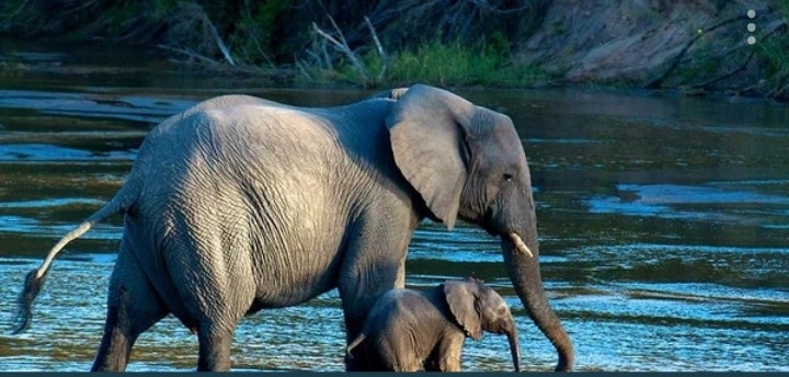 Elephants