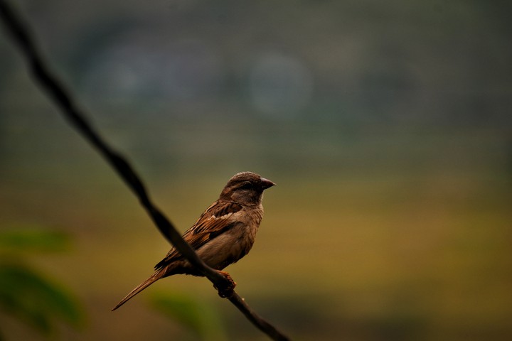 #Bird