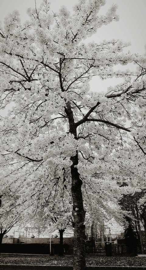 cherry blossom tree