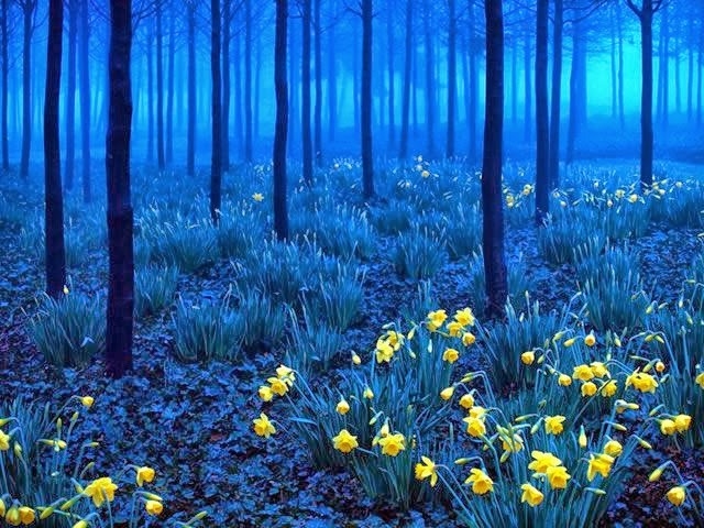 Germany Black forest