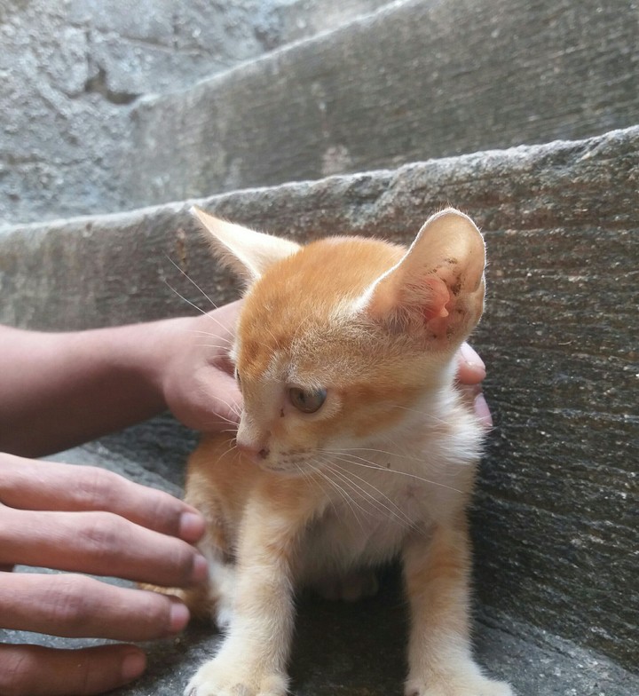 Kittan
