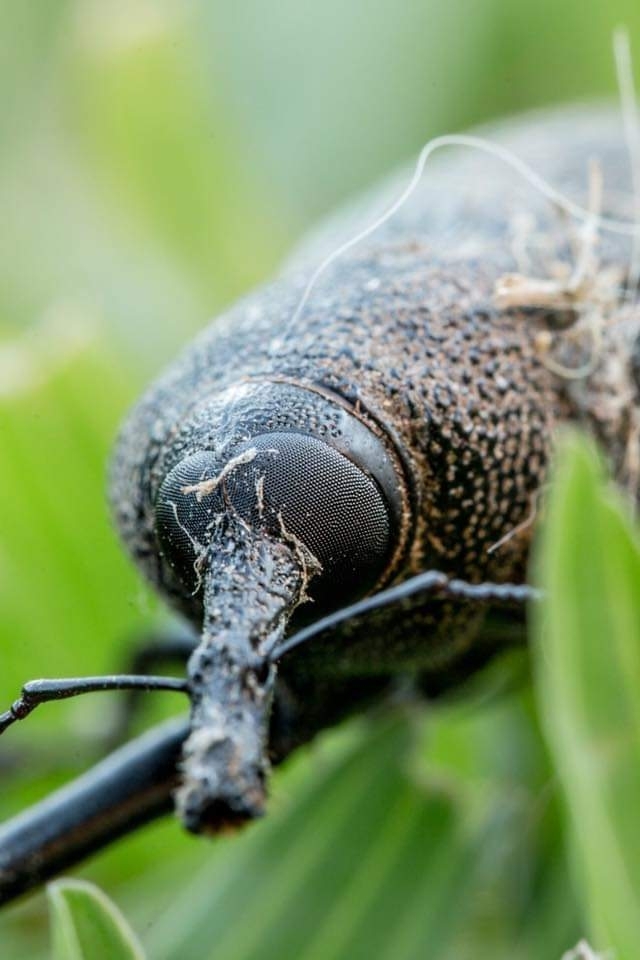 hi#macro