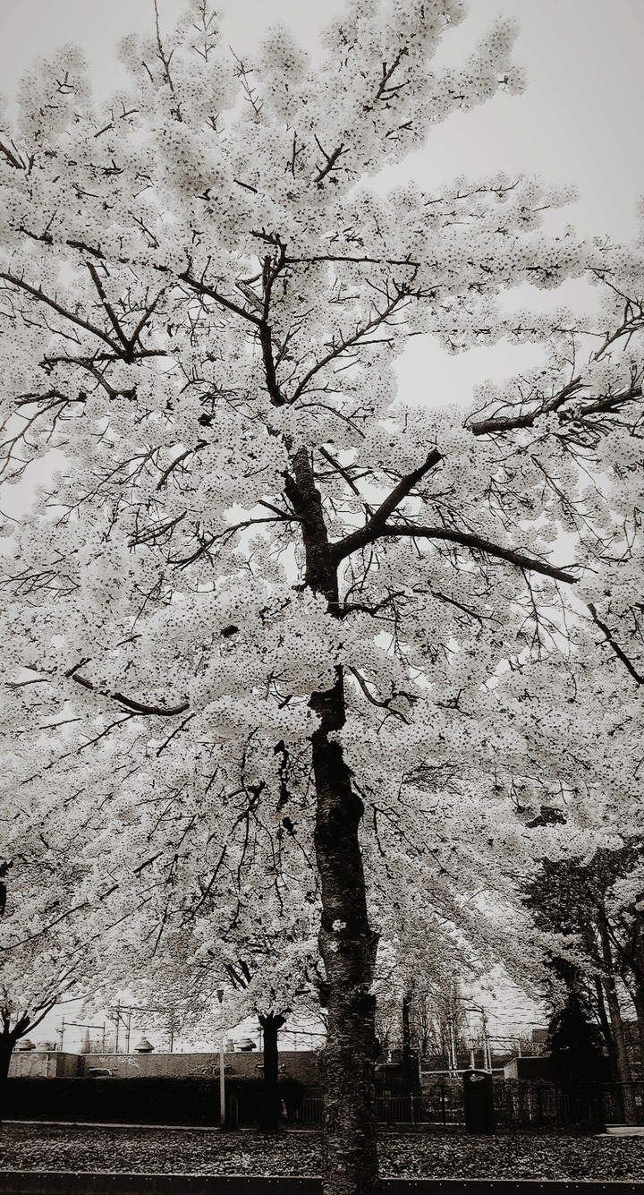 cherry blossom tree