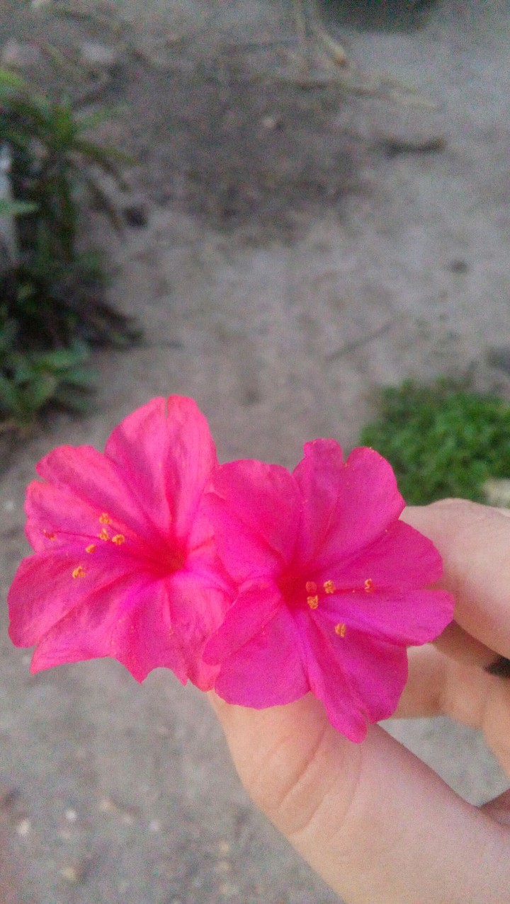 Flower Pink