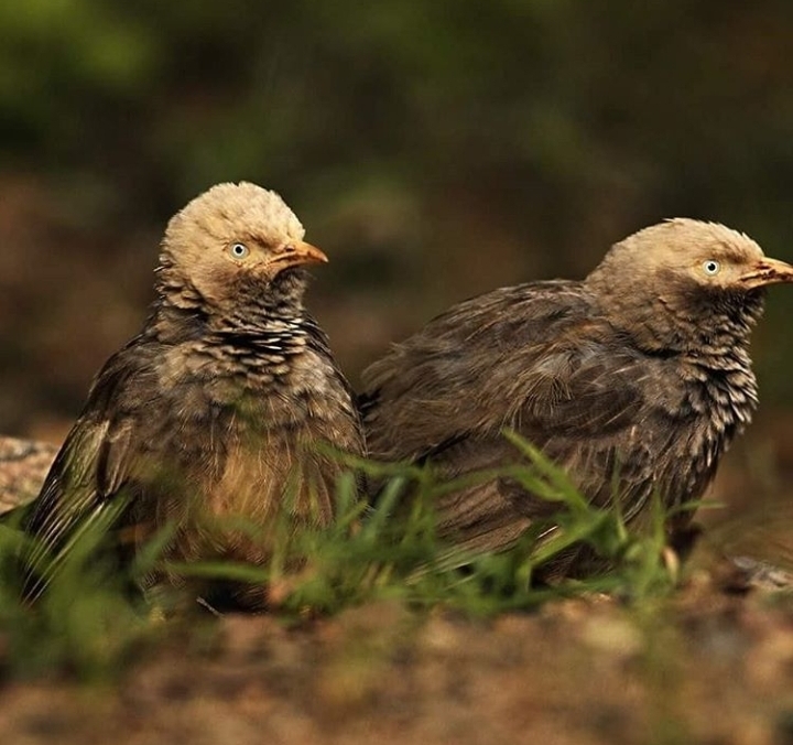 pair of wild