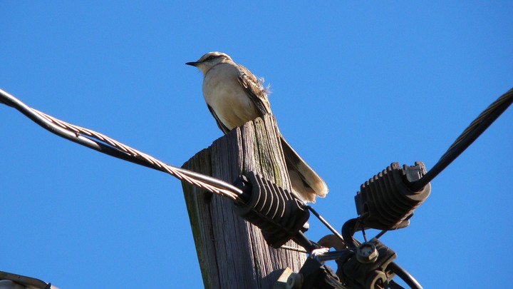Aves