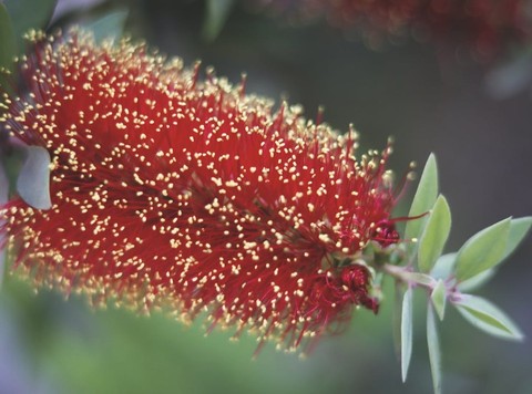sfondi insect, closeup