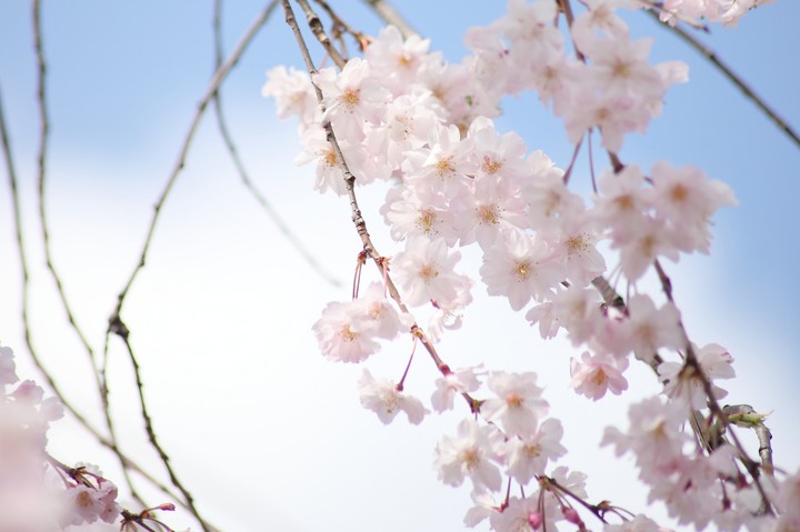 벚꽃