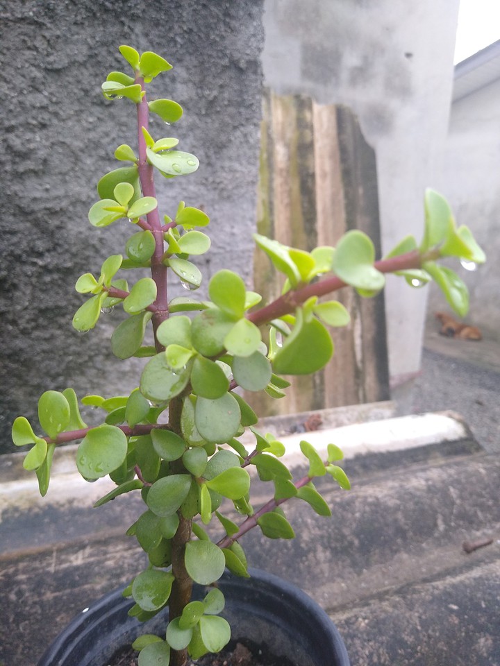plant