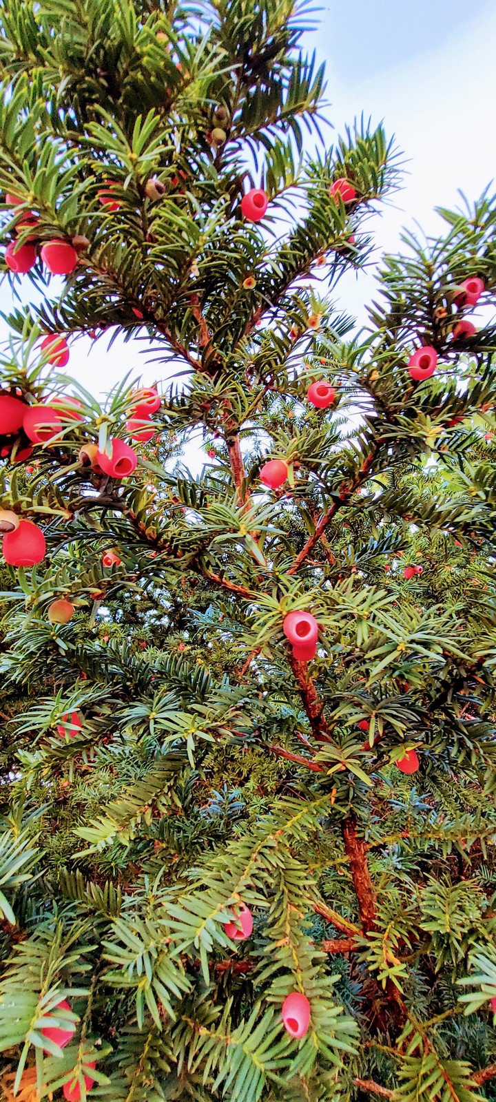 eibe mit berie beeren