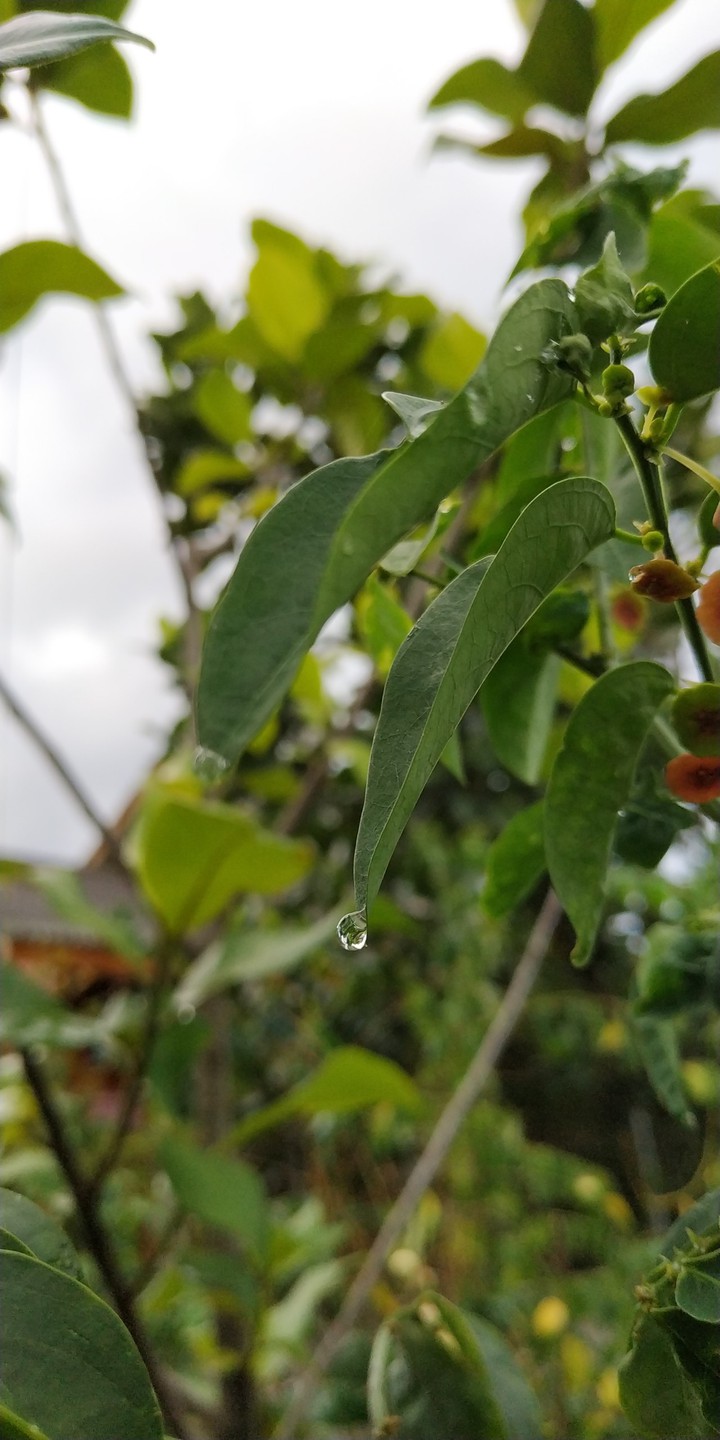 Morning Dew #3