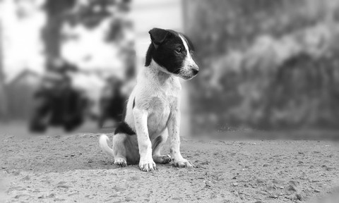 dog