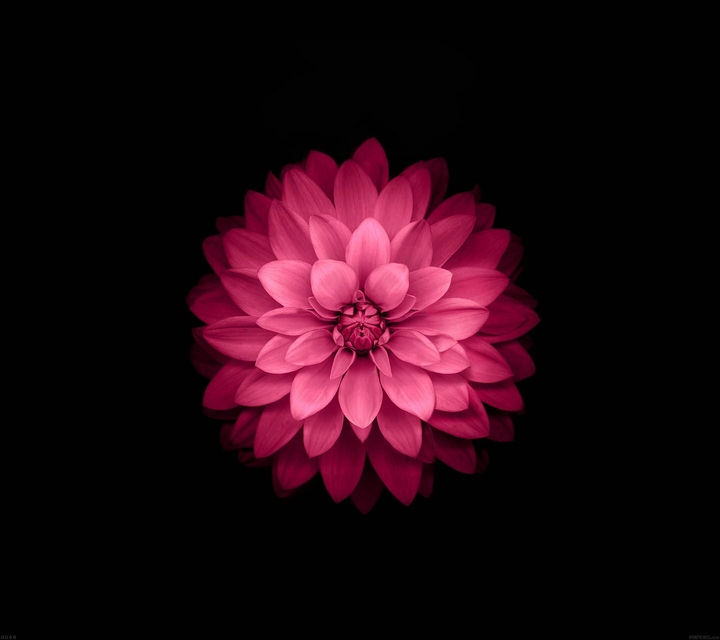 pinky