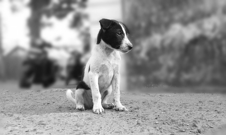 dog
