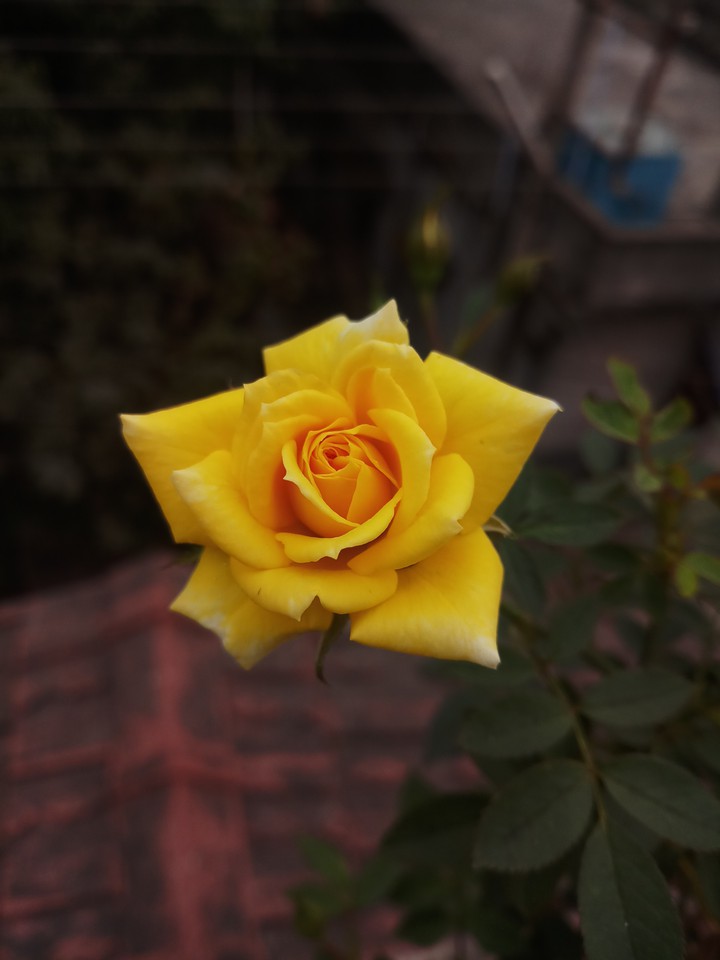 rose