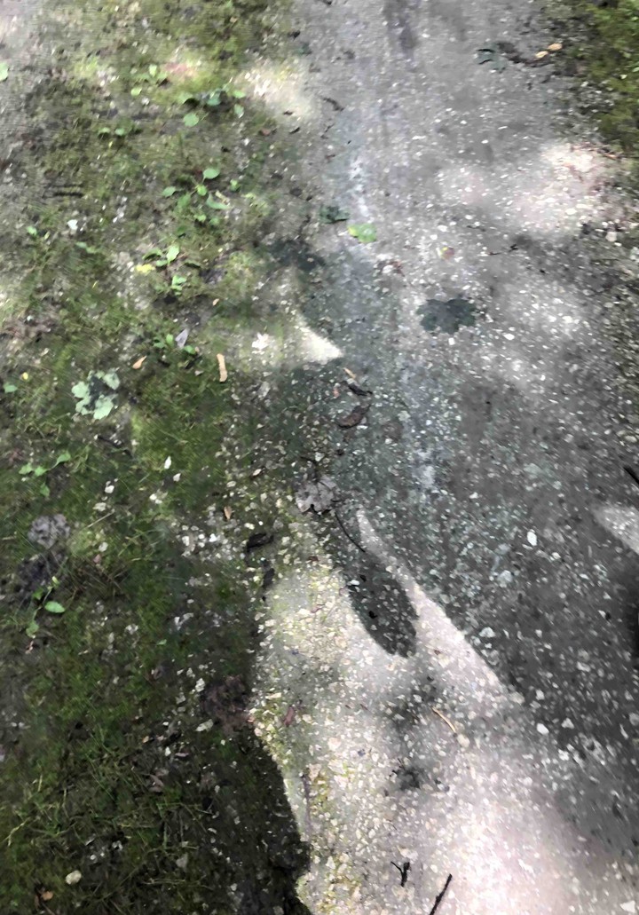 moss & shadows