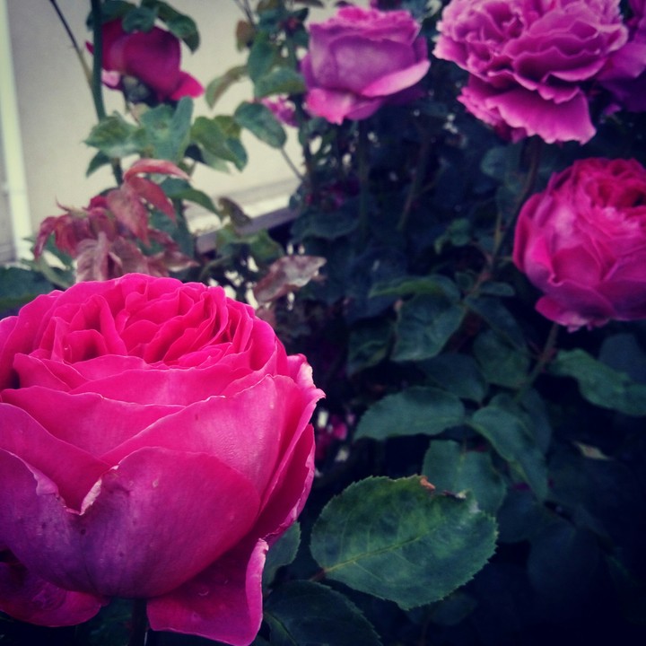 Rose