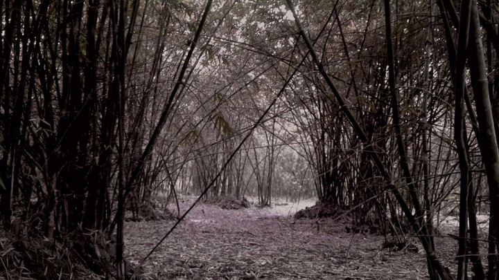 bamboo trees