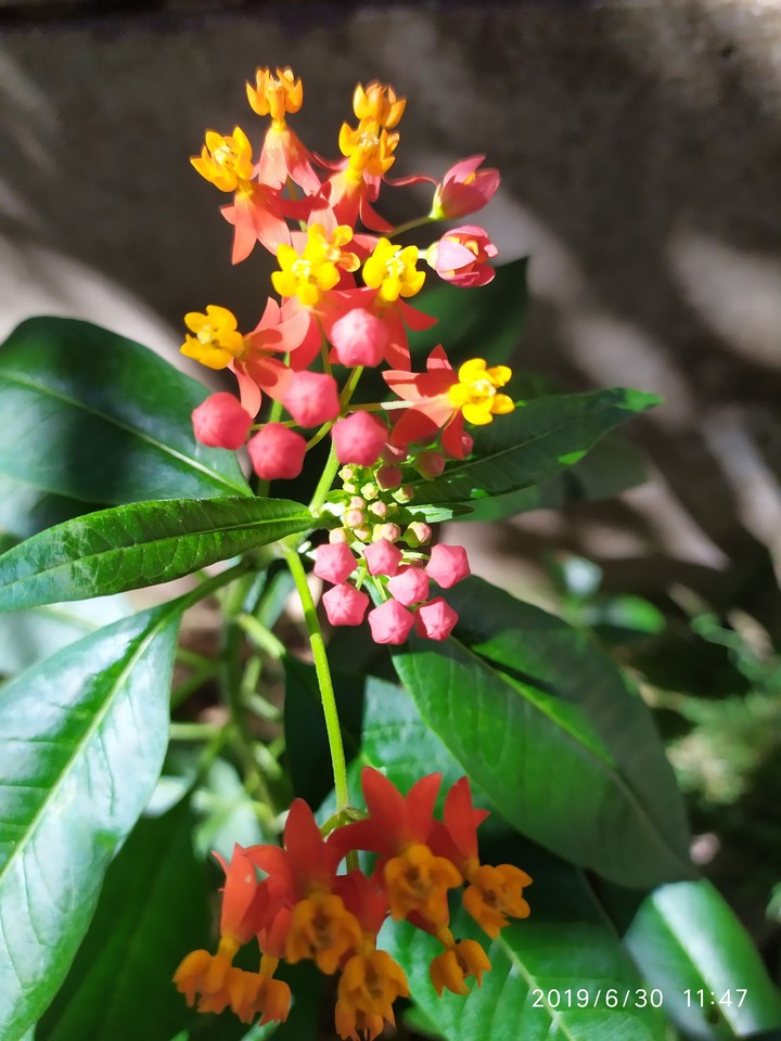 Flores da Mariola