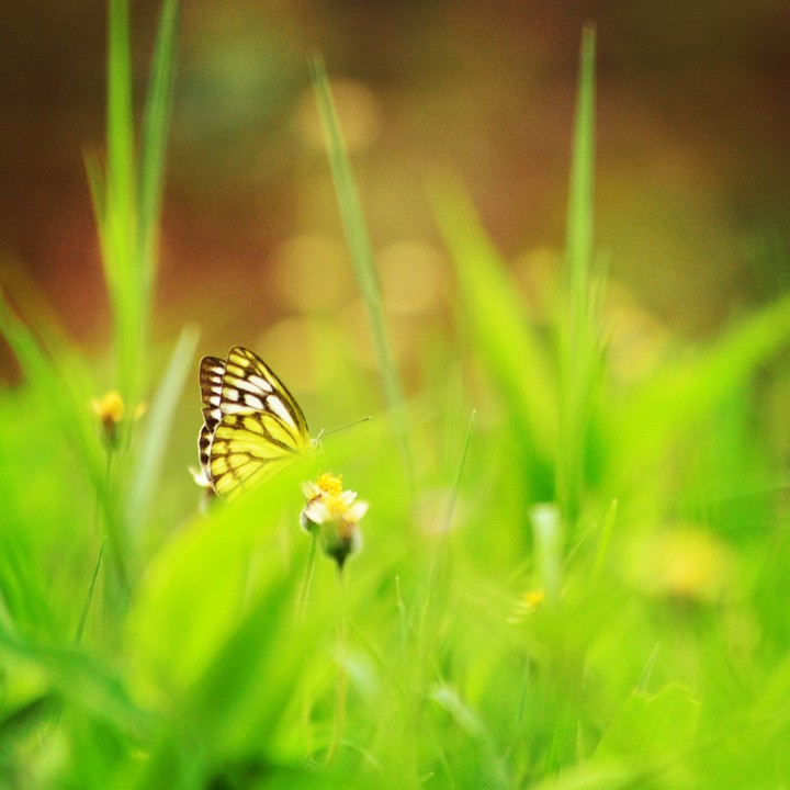 Sneaky Butterfly