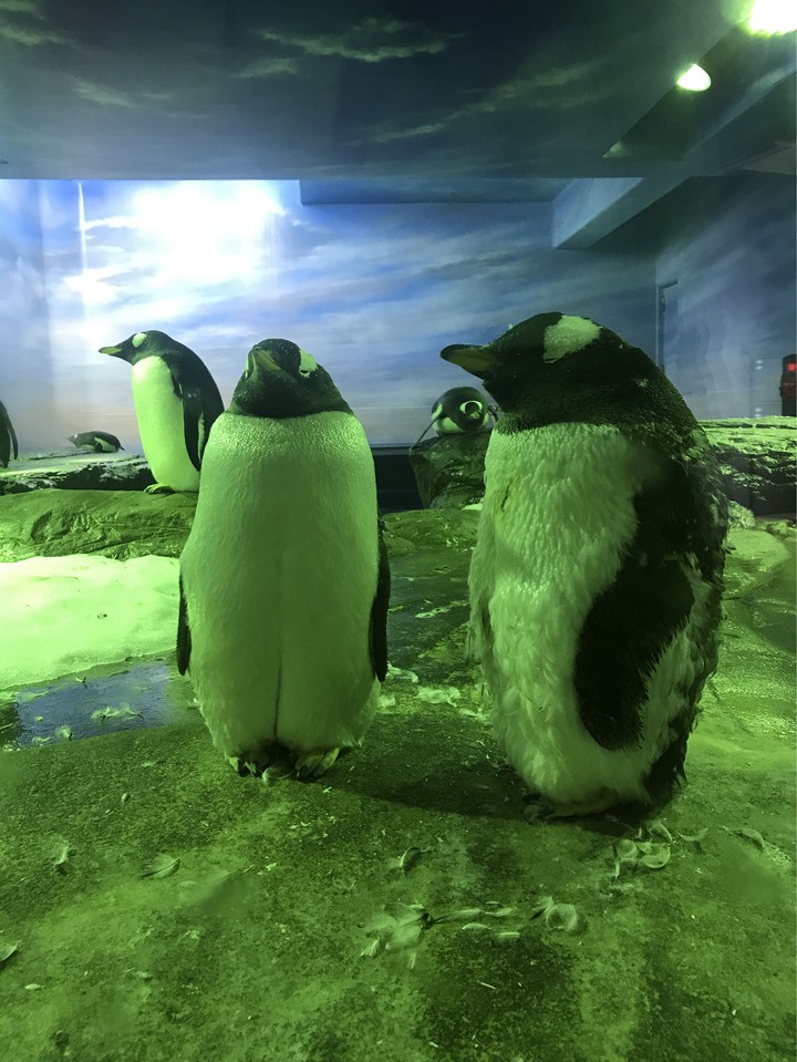 Penguin