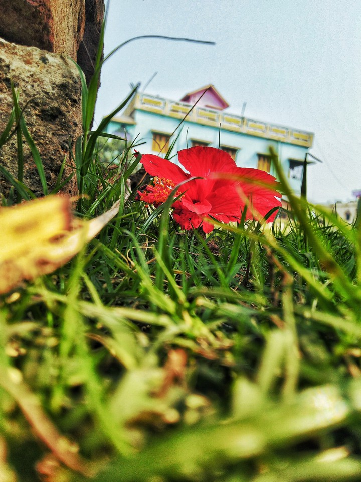 beautiful flowers
