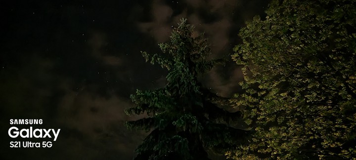 drzewa nocą