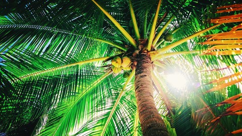 sunbeams