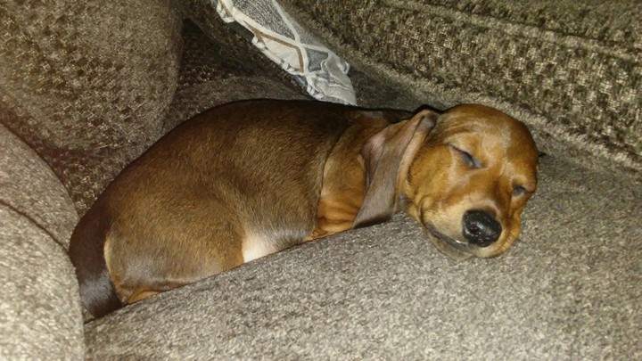 sleepy puppy