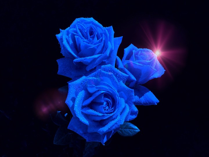 Blue Roses