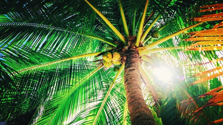 sunbeams