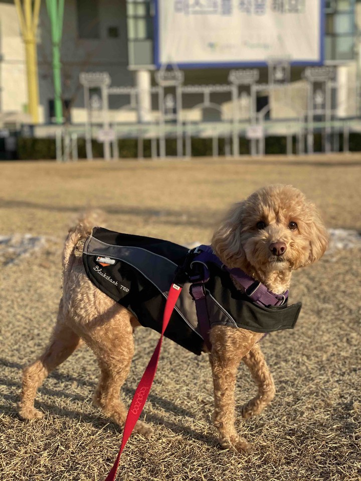 poodle