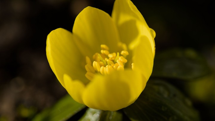tulip